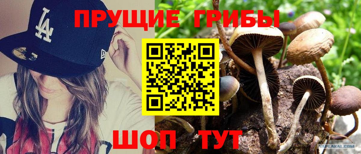 Псилоцибиновые грибы Psilocybine cubensis Ковров